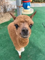 点击看大图 -萌宠亲子动物乐园(槐房万达店)