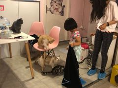 -三花喵·撸猫购宠·宠物生活馆(虹桥南丰城店)