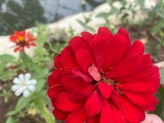 -合肥滨湖国家森林公园