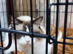 -四月宠物医院·猫专科·心脏专科·内科(转塘店)