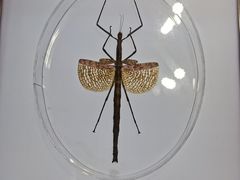 -上海昆虫博物馆