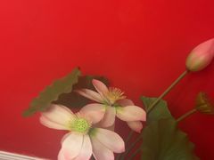 -芦月轩羊蝎子(太平桥店)
