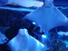 -成都浩海立方海洋公园