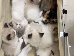 -美联众合动物医院·24h京西诊疗中心