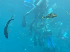 -瑞德姆美人鱼海底演艺主题餐厅(亚龙湾店)