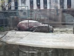 -成都动物园