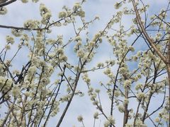 -樱桃山旅游景区