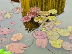 -陈家山荷花公园