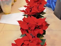 -双季花艺园艺市场(浦东店)