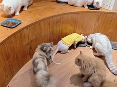 -有猫主题·治愈系猫咖(曾厝垵店)
