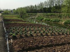 -前小桔亲子创意农场·草莓采摘·露营烧烤