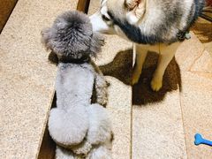 -more than meow吴止猫主题餐厅(承德 中船汇店)