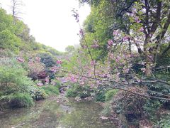 -杭州半山国家森林公园