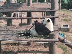 -西霞口神雕山野生动物世界