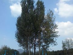 android_upload_pic-云幽谷旅游区