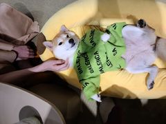 -逗柴咖啡屋·狗咖猫咖宠物桌游