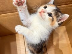 -派特宠物医院(圆融广场店)