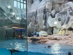 -帝企鹅自助餐厅•儿童岛•真企鹅(长隆企鹅酒店)