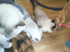 -滚猫咖啡·猫咖·猫友好撸猫(未来城店)