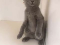 -lincat·猫舍(广州店)