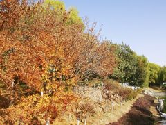 -大兴滨河森林公园