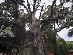 -晋祠公园