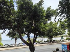 -野菌皇海景野生菌火锅(滨海大道店)