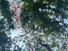 -曼听御花园