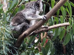 -费瑟代尔野生动物园