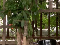-双季花艺园艺市场(浦东店)