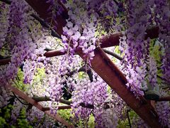 -尹兰楼西北风情餐厅(嘉定店)