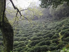 -十八棵（老龙井）御茶园(老龙井店)