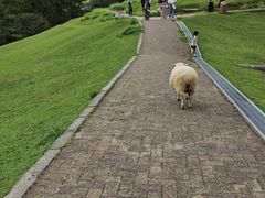 -神户市立六甲山牧场