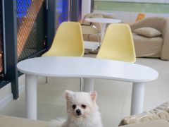 -怪兽屋·羊驼·猫咖·狗咖(俊华广场店)