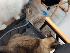 -Heymao猫咖.咖啡厅(东门店)