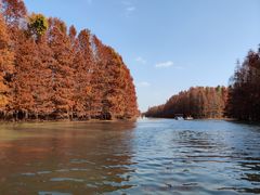 -上海海湾国家森林公园