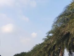 -野狸岛