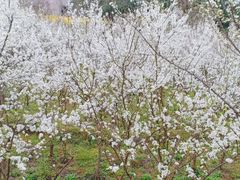 -呼啦面馆·头牌豌杂面(爱琴海店)