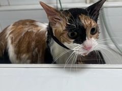 -熊小胖宠物生活馆(天华园店)