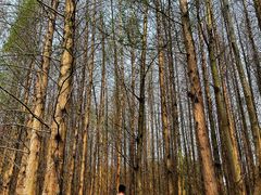 -桤木河湿地公园