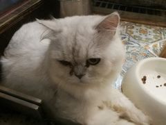 -more than meow吴止猫主题餐厅(承德 中船汇店)