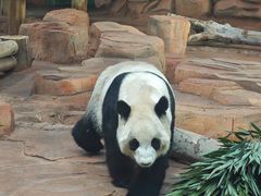 -秦皇岛野生动物园