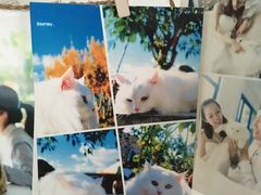 -Anne猫窝咖啡屋