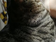 -宠福鑫康馨动物医院·骨科·眼科