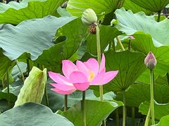 -莲花池公园