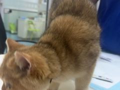 -美美宠物诊疗中心·异宠·骨科(滨江东信分院)