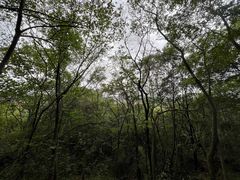 -上海佘山国家森林公园天马山园