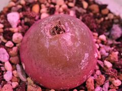 -花鸟鱼虫鲜花绿植市场(玉泉路店)