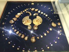 -青岛贝壳博物馆