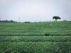 -雪绿茶博物馆